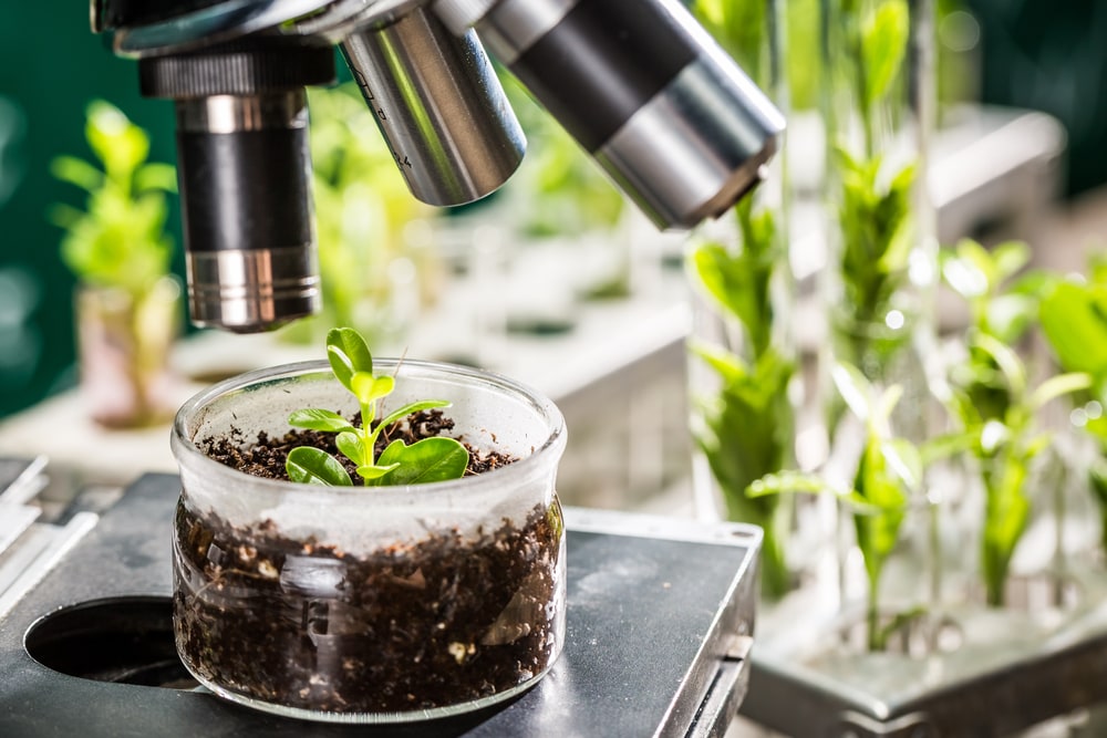 PLANT SCIENCE AND SUSTAINABLE AGRICULTURE